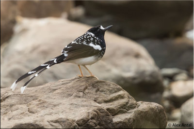 Spotted forktail