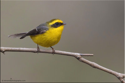 Yellow-bellied FanTail