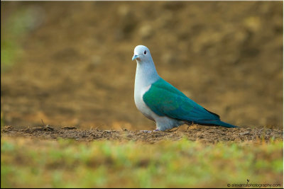Green Imperial Pigeon 