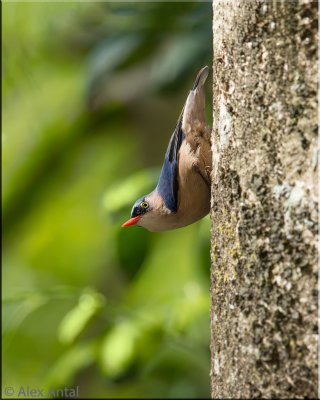 Velvet-fronted Nuthatch 