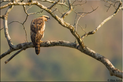 Legge's hawk-eagle