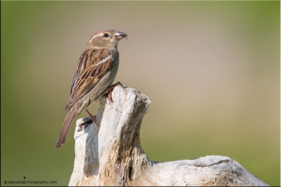 House sparrow (F)