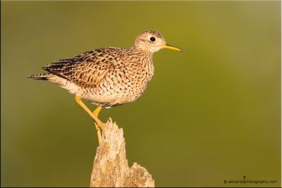 Upland sandpiper