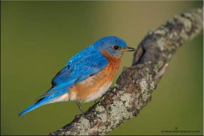 _eastern_bluebird