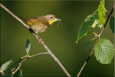 common_yellowthroated_warbler