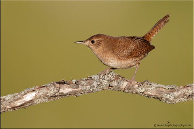 House Wren