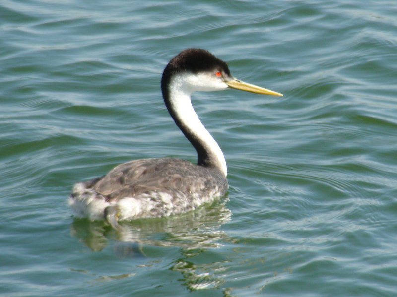 Western Grebe