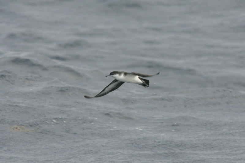 Audubons Shearwater
