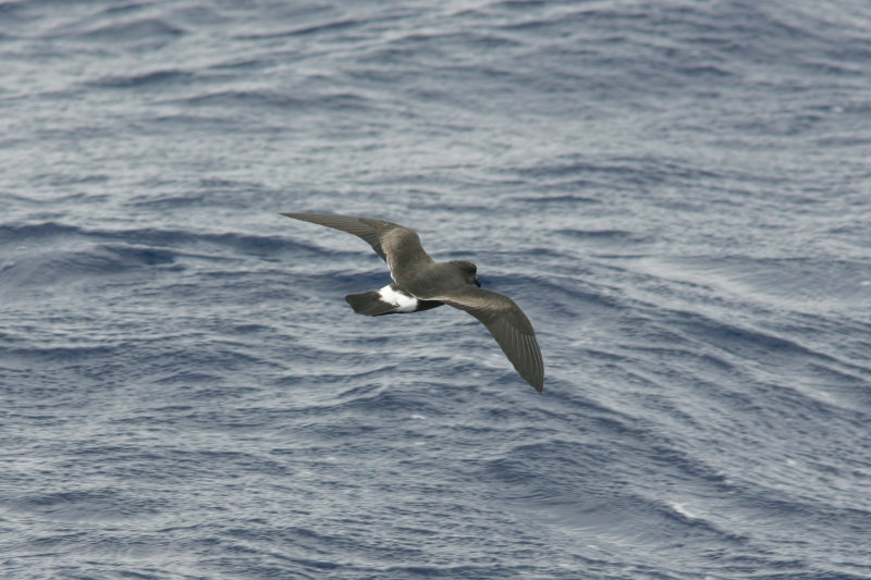 Band-rumped Storm-Petrel