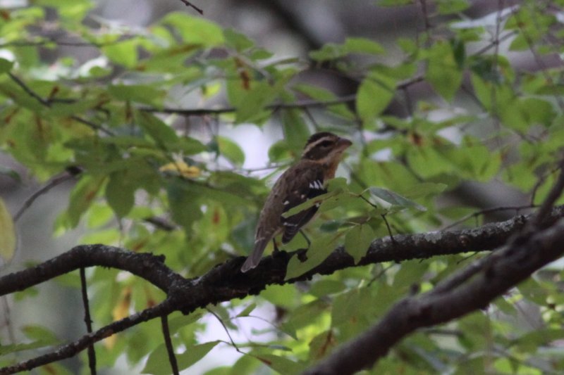 Rose-breasted Grosbeak