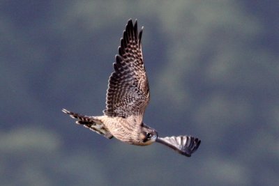 Peregrine Falcon