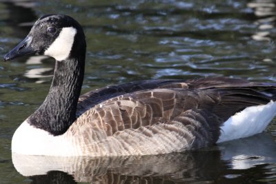 Canada Goose