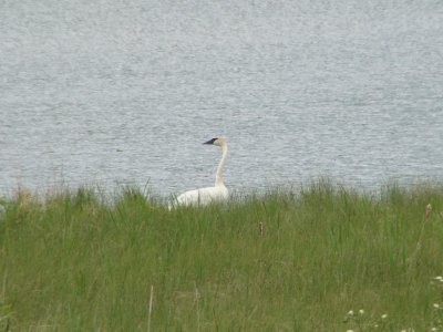 Trumpeter Swan