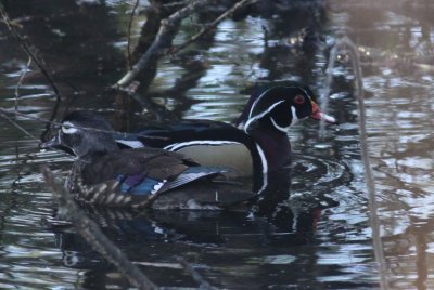 Wood Duck
