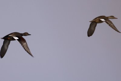 Gadwall