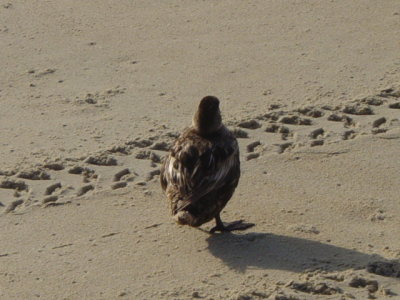 g9/32/1152932/3/154865374.ZootWM08.jpg