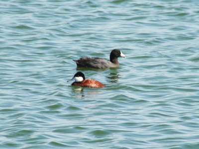 Waterfowl