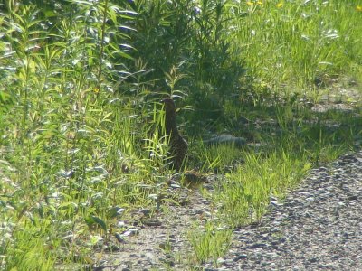 Spruce Grouse