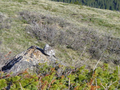 White-tailed Ptarmigan