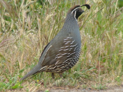 California Quail