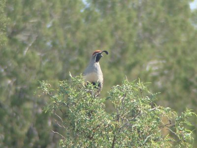 Gambel's Quail