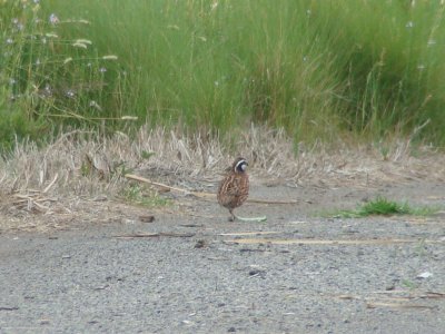 Northern Bobwhite