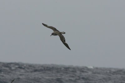 Cory's Shearwater