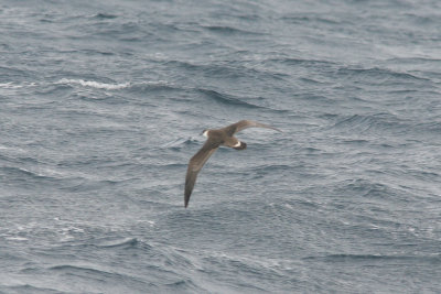 Greater Shearwater