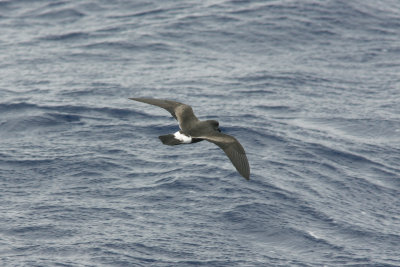 Band-rumped Storm-Petrel