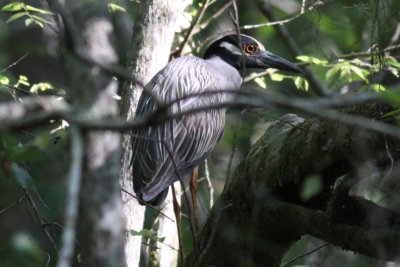 Yellow-crowned Night-Heron