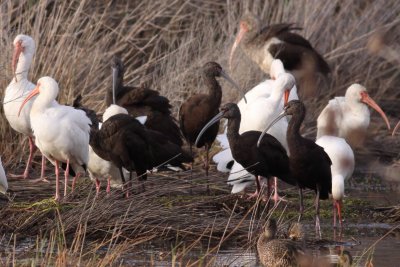 White-faced Ibis