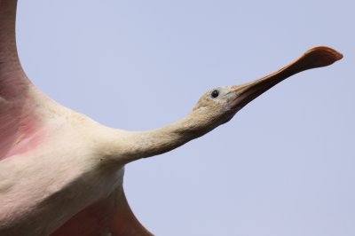 Roseate Spoonbill