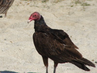 Turkey Vulture