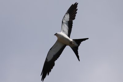 Swallow-tailed Kite