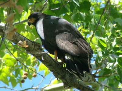 Common Black-Hawk