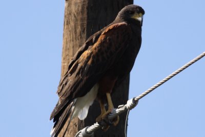 Harris's Hawk