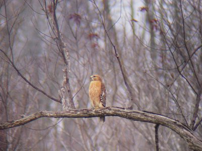 Red-shouldered Hawk