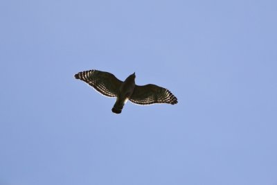 Broad-winged Hawk