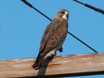 Swainson's Hawk
