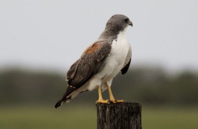 White-tailed Hawk