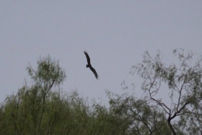 Zone-tailed Hawk