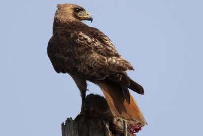 Red-tailed Hawk
