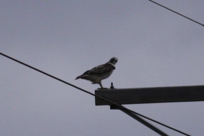Ferruginous Hawk