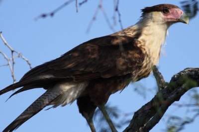 Crested Caracara