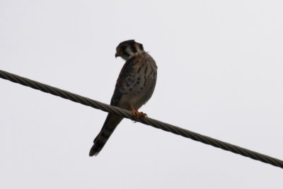 American Kestrel