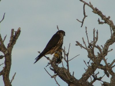 Merlin