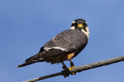 Aplomado Falcon
