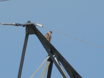 Prairie Falcon