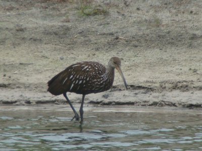 Limpkin