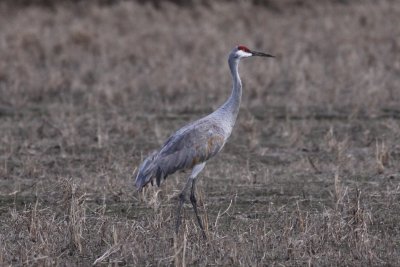 Sandhill Crane